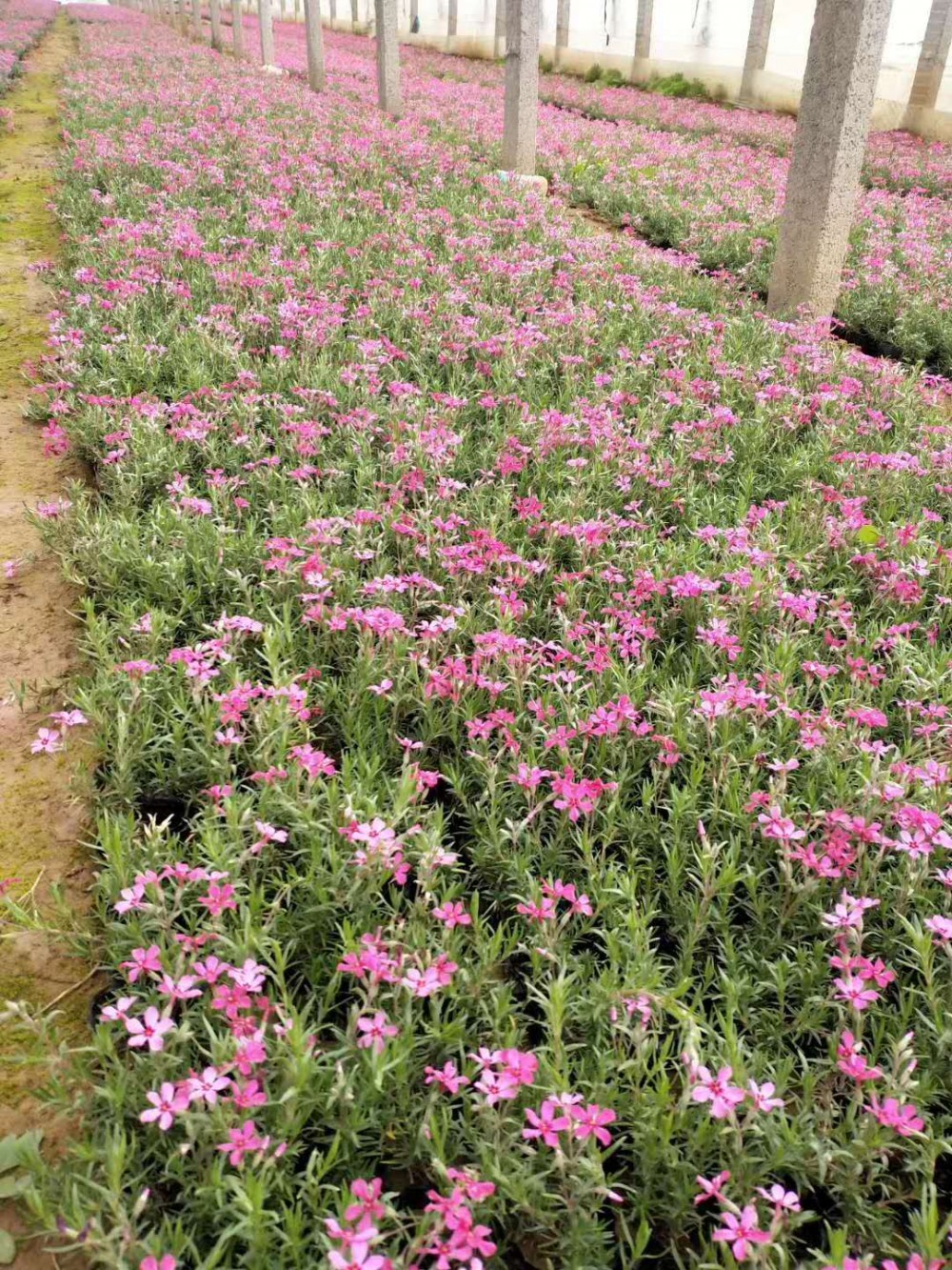 芝樱    丛生福禄考 福禄考小苗    芝樱花海景观基地 芝樱种子