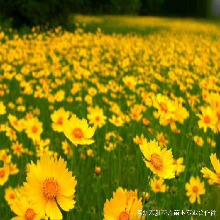 金鸡菊基地  重瓣金鸡菊  金鸡菊种子  多花金鸡菊