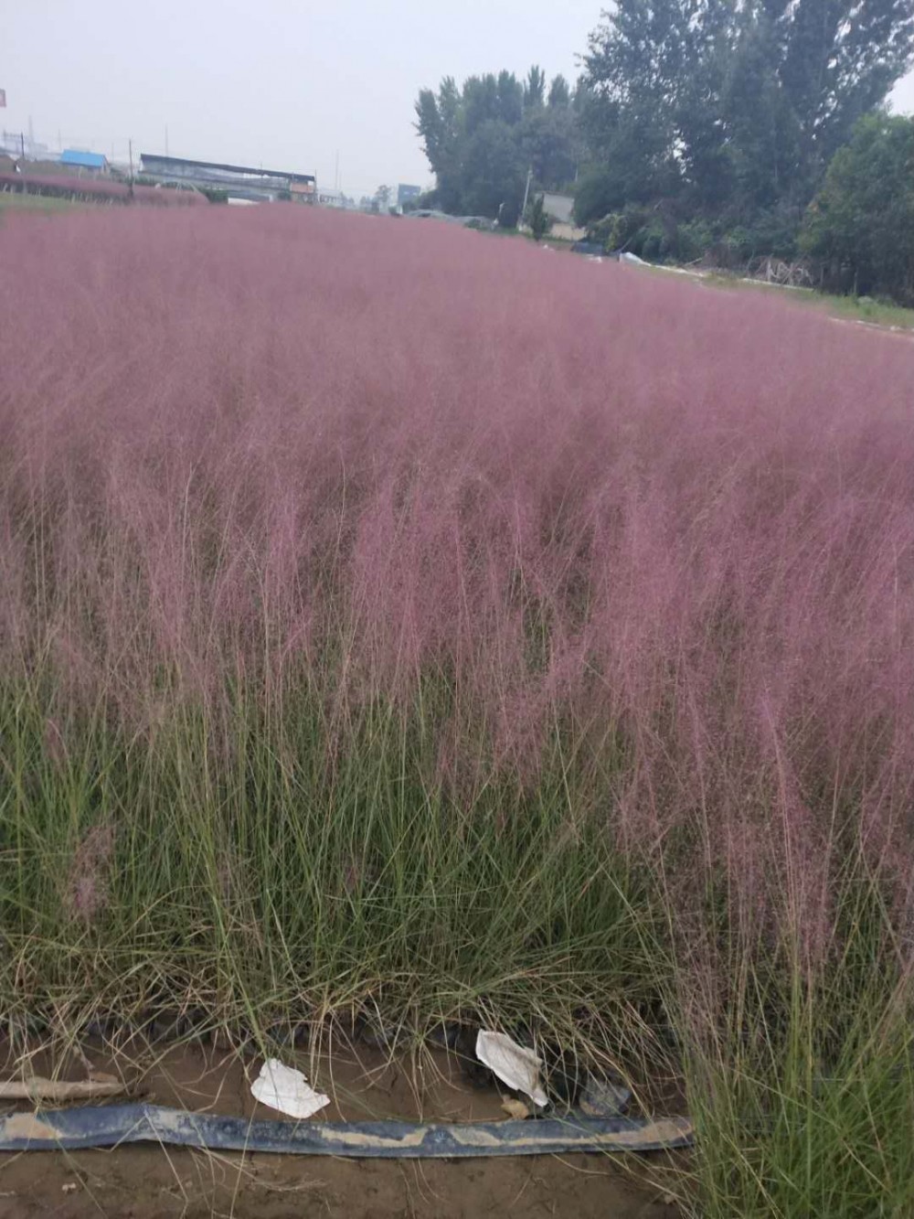 网红草粉黛乱子草