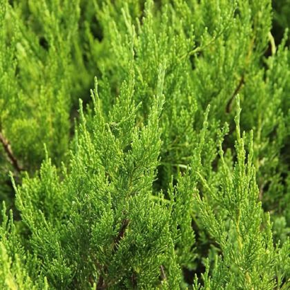 小龙柏种植基地   山东小龙柏供应商   小龙柏批发价格