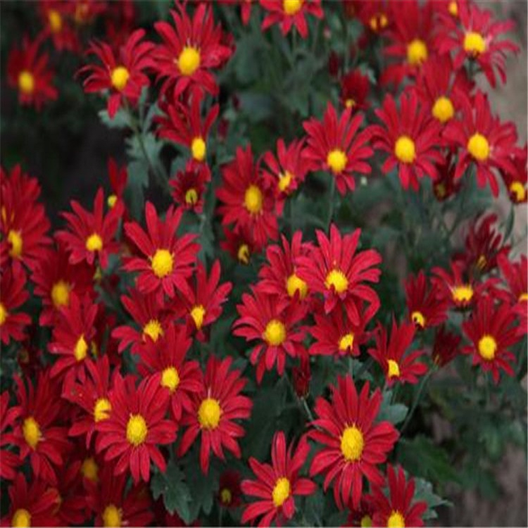 青州草花基地 地被菊批发价格 山东地被菊
