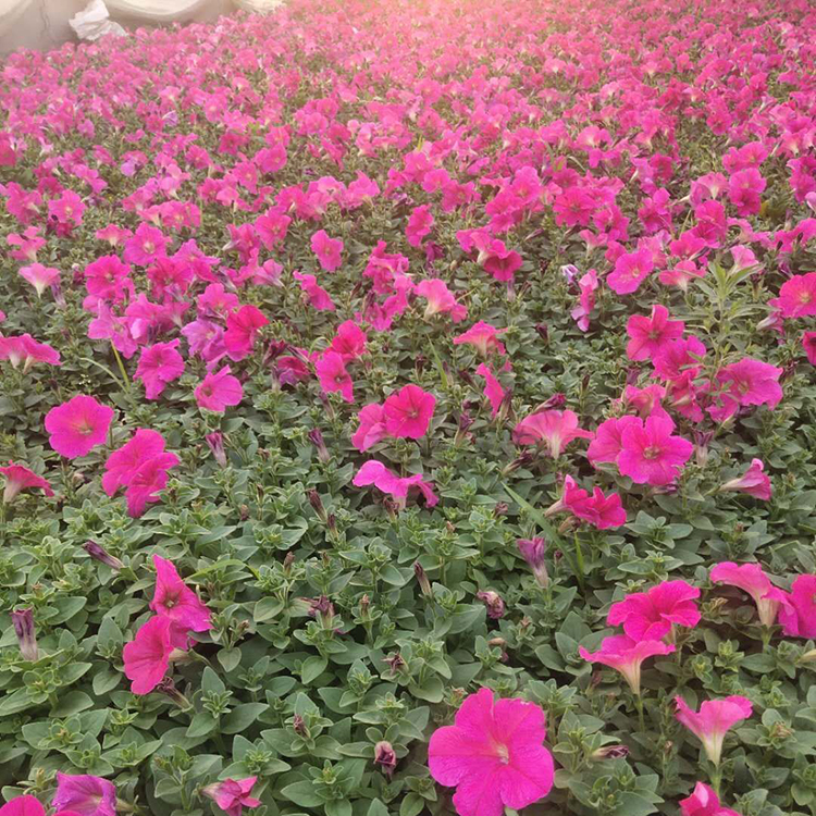 青州市越来越好花卉苗木有限公司 标志