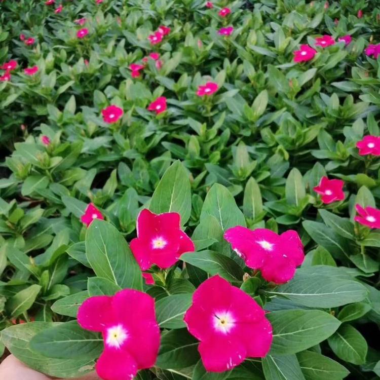 长春花穴盘苗 价格长春花价格