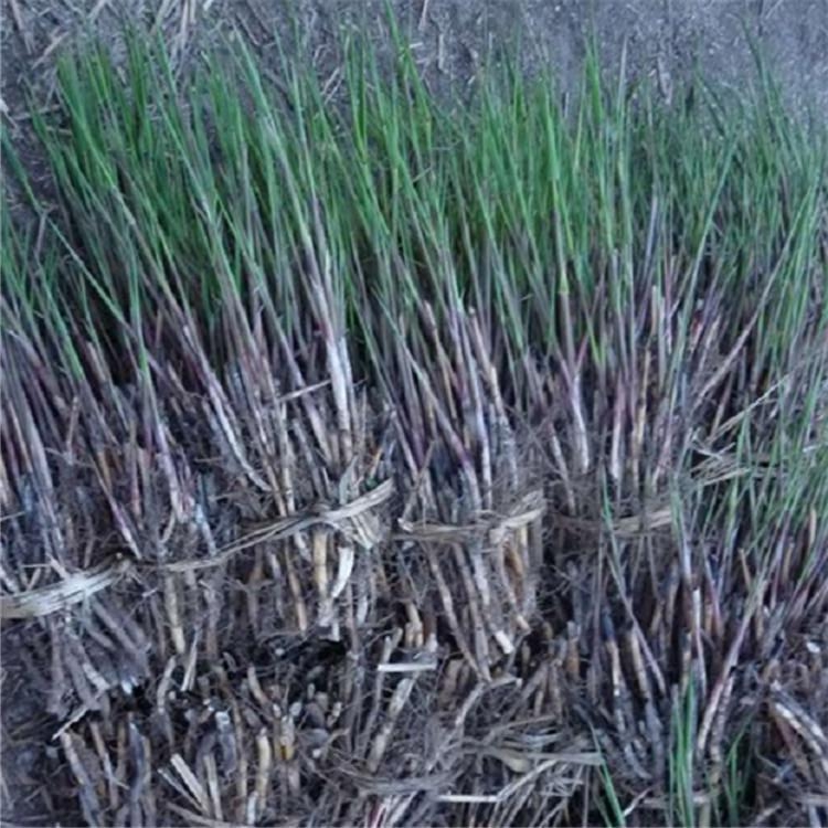 芦苇种植基地  芦苇供应商  山东芦苇批发价格