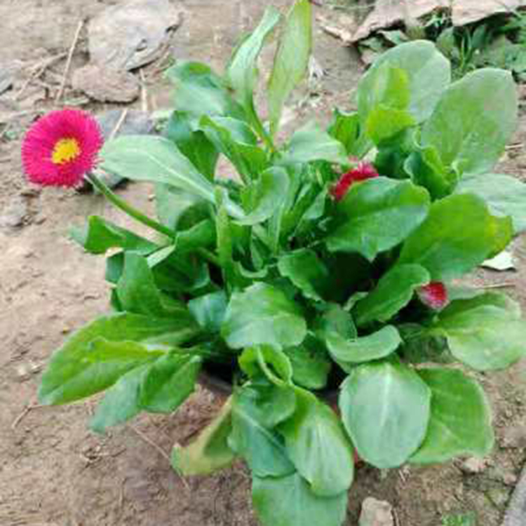 出售雏菊 大量出售雏菊 宏胜雏菊价格