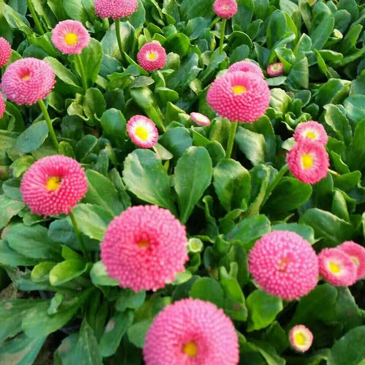雏菊批发 雏菊报价 雏菊基地直销