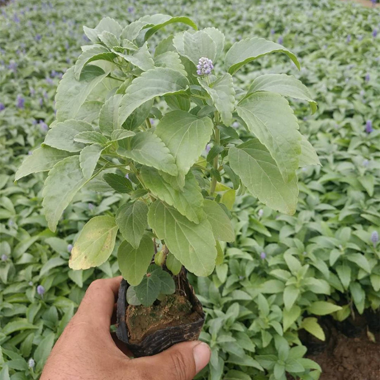 出售草花鼠尾草 大量出售草花鼠尾草 草花鼠尾草价格