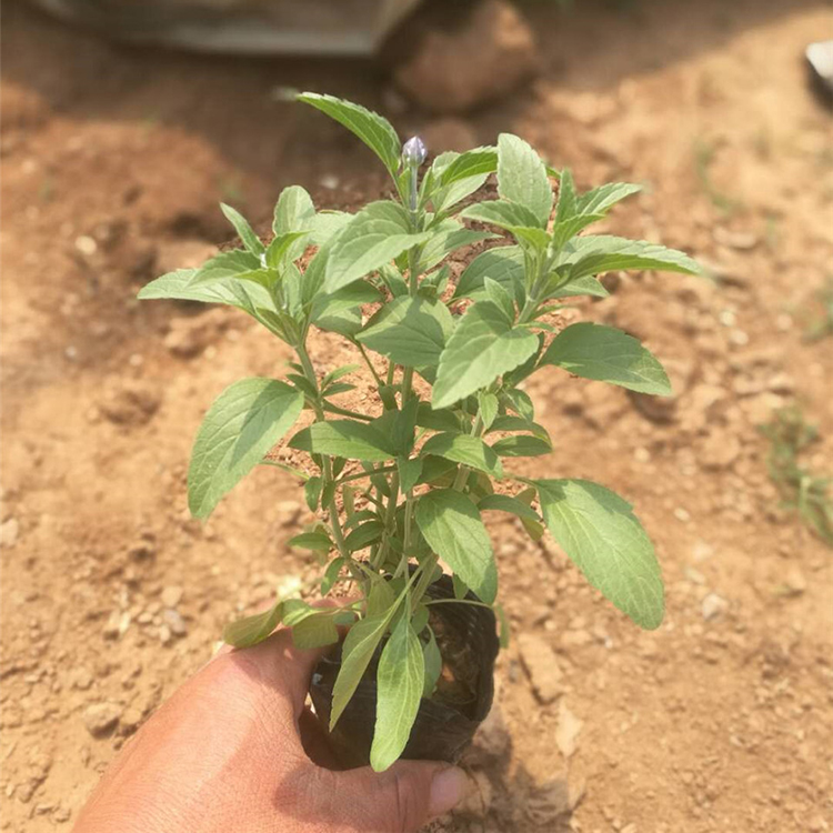 草花鼠尾草批发 草花鼠尾草报价 草花鼠尾草基地直销