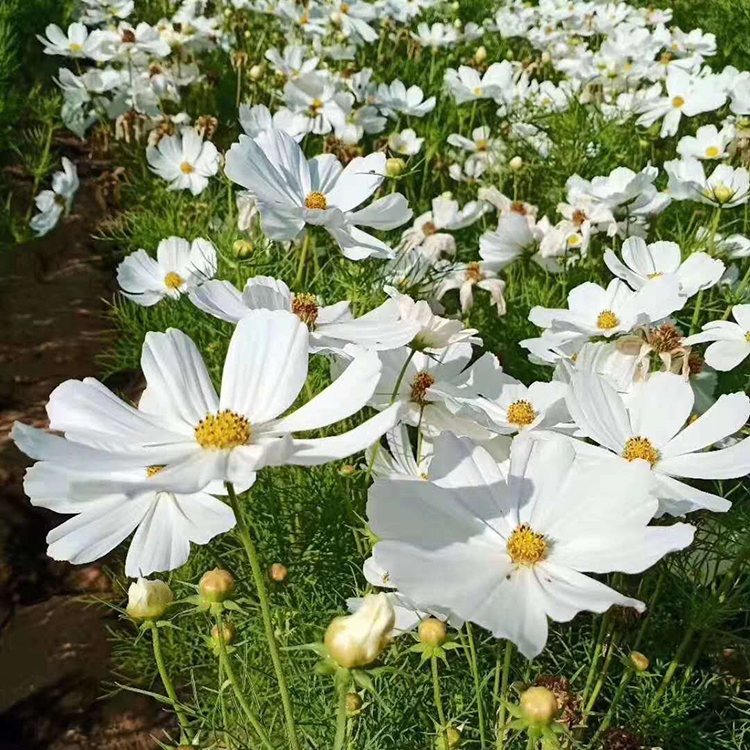 波斯菊批发 波斯菊报价 波斯菊基地直销