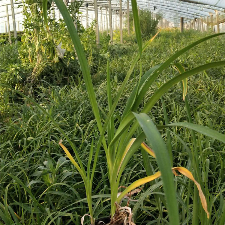 大花萱草直销商 苗圃供应 山东大花萱草