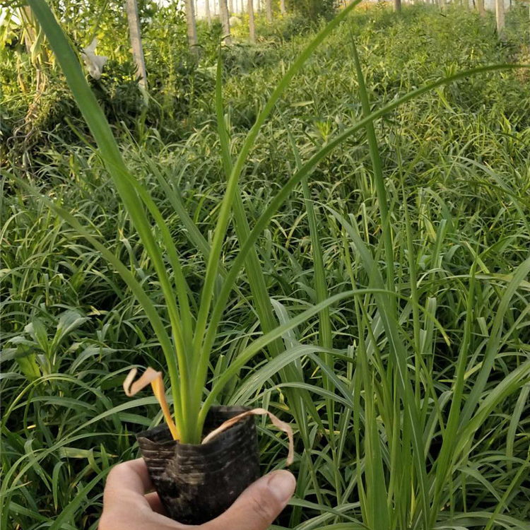 青州大花萱草 青州草花基地 大花萱草批发