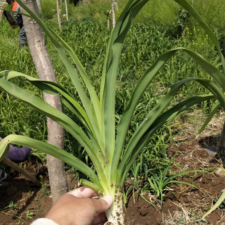 大花萱草批发 青州草花基地 青州大花萱草