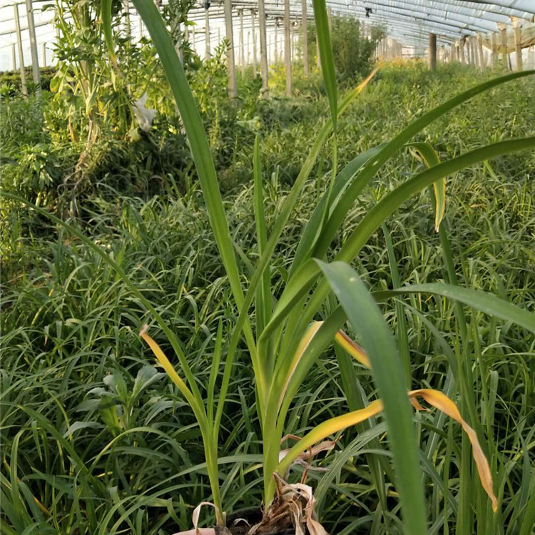 山东大花萱草小苗 草花批发 大花萱草小苗直销商