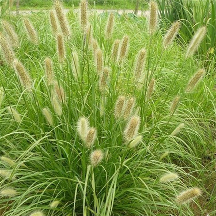 苗圃供应现货 狼尾草小苗种植 青州狼尾草小苗