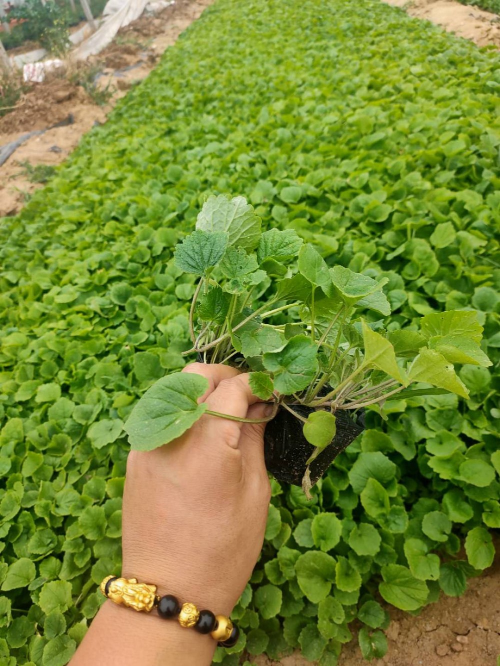 二月兰现货供应盐碱地专用苗