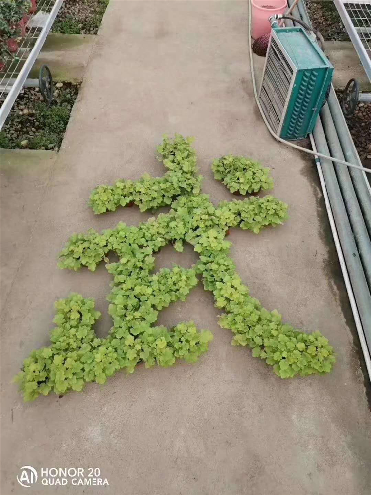 多色矾根  露天种植矾根   红色矾根  容器苗矾根