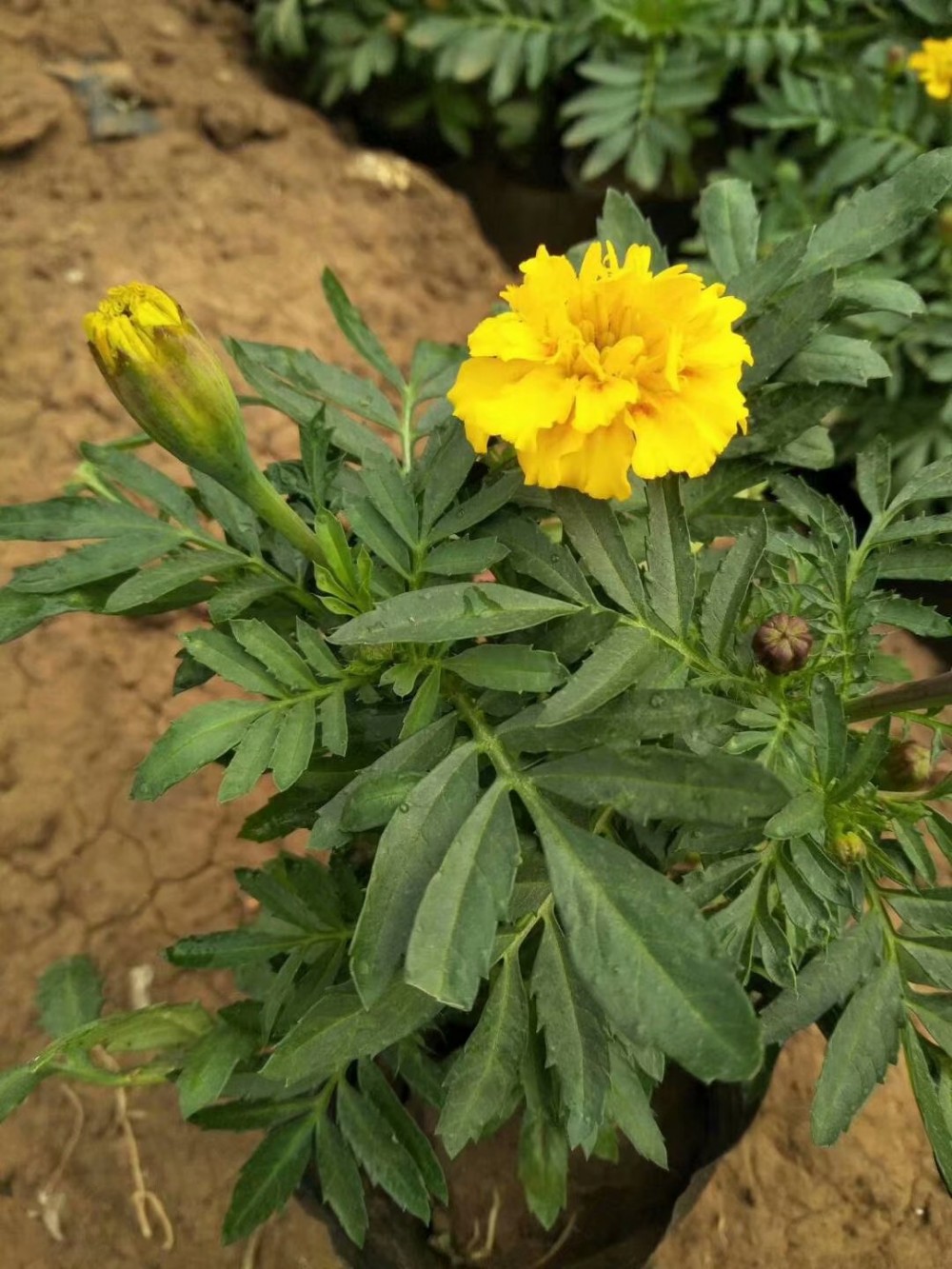孔雀草价格孔雀草报价批发基地