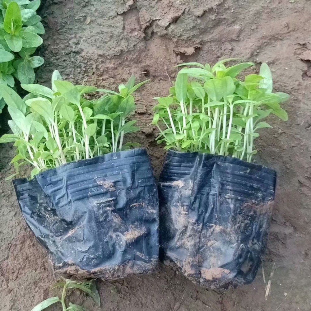 千屈菜价格基地供应千屈菜批