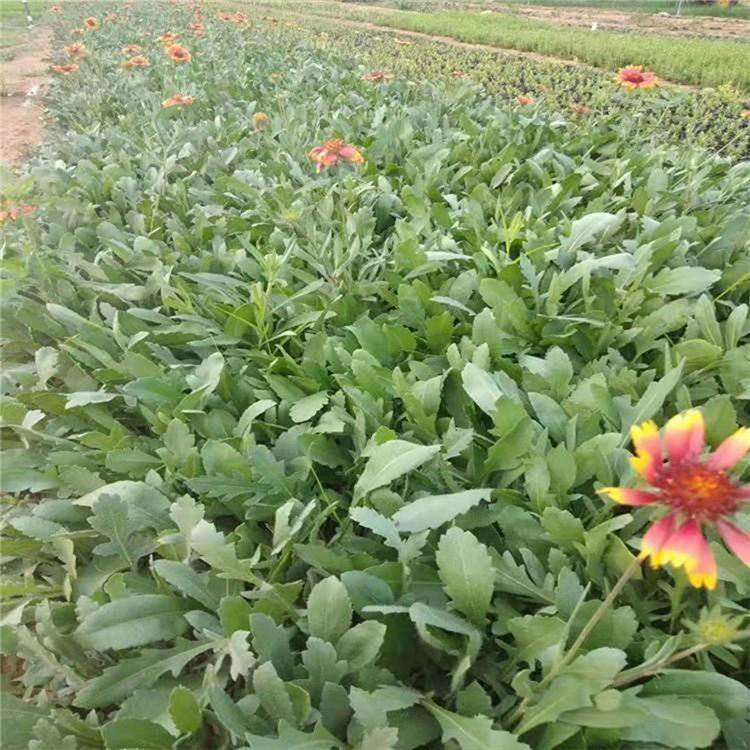 早春预定中 天人菊基地供应 天人菊种苗