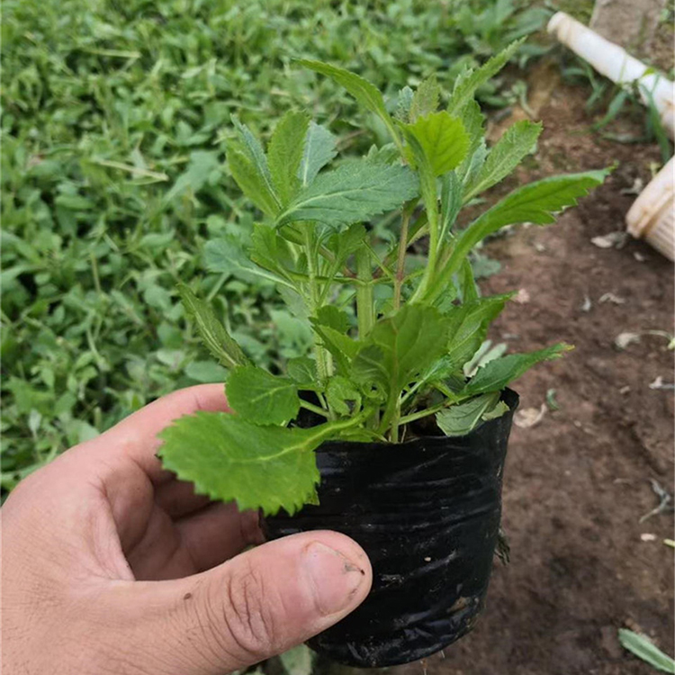 华彬花卉批发 柳叶马鞭草 马鞭草批发