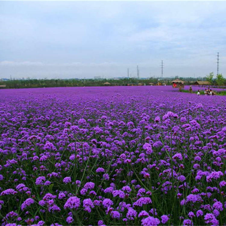 花海用苗马鞭草 基地直销 青州马鞭草价格