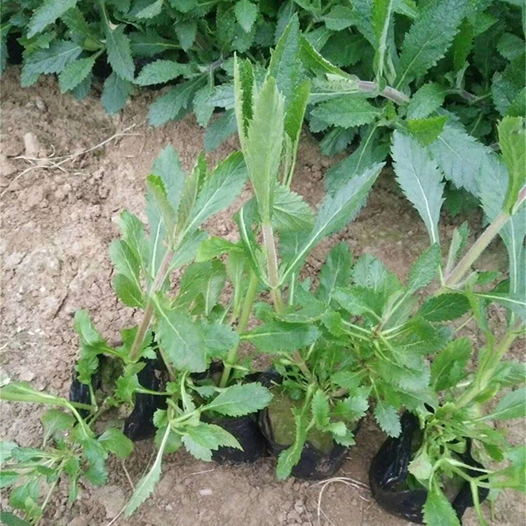 花海景观马鞭草 华彬花卉批发 青州马鞭草优惠