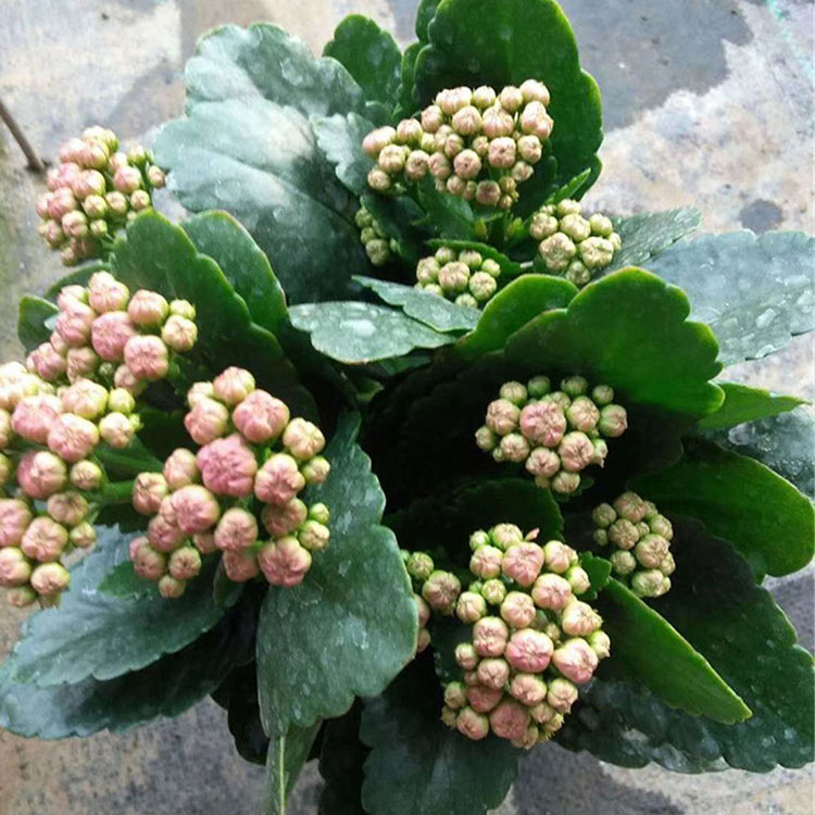 长寿花批发商 青州长寿花 长寿花小苗