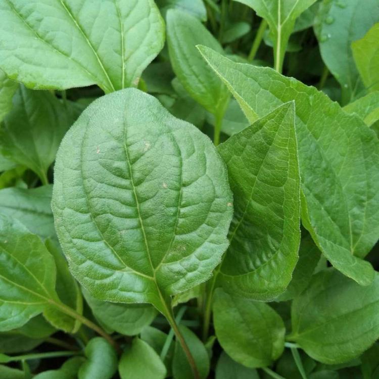 松果菊价格松果菊基地