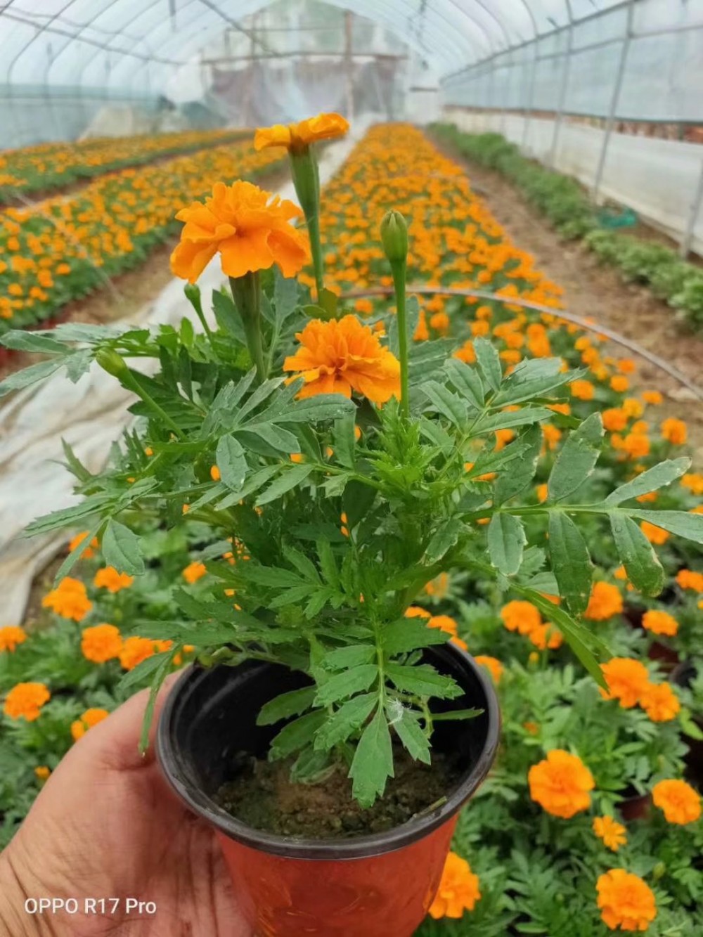 孔雀草价格基地孔雀草价格