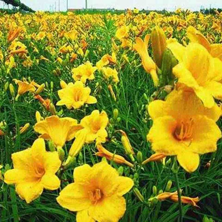 青州市蜜蜂农业科技有限公司 标志