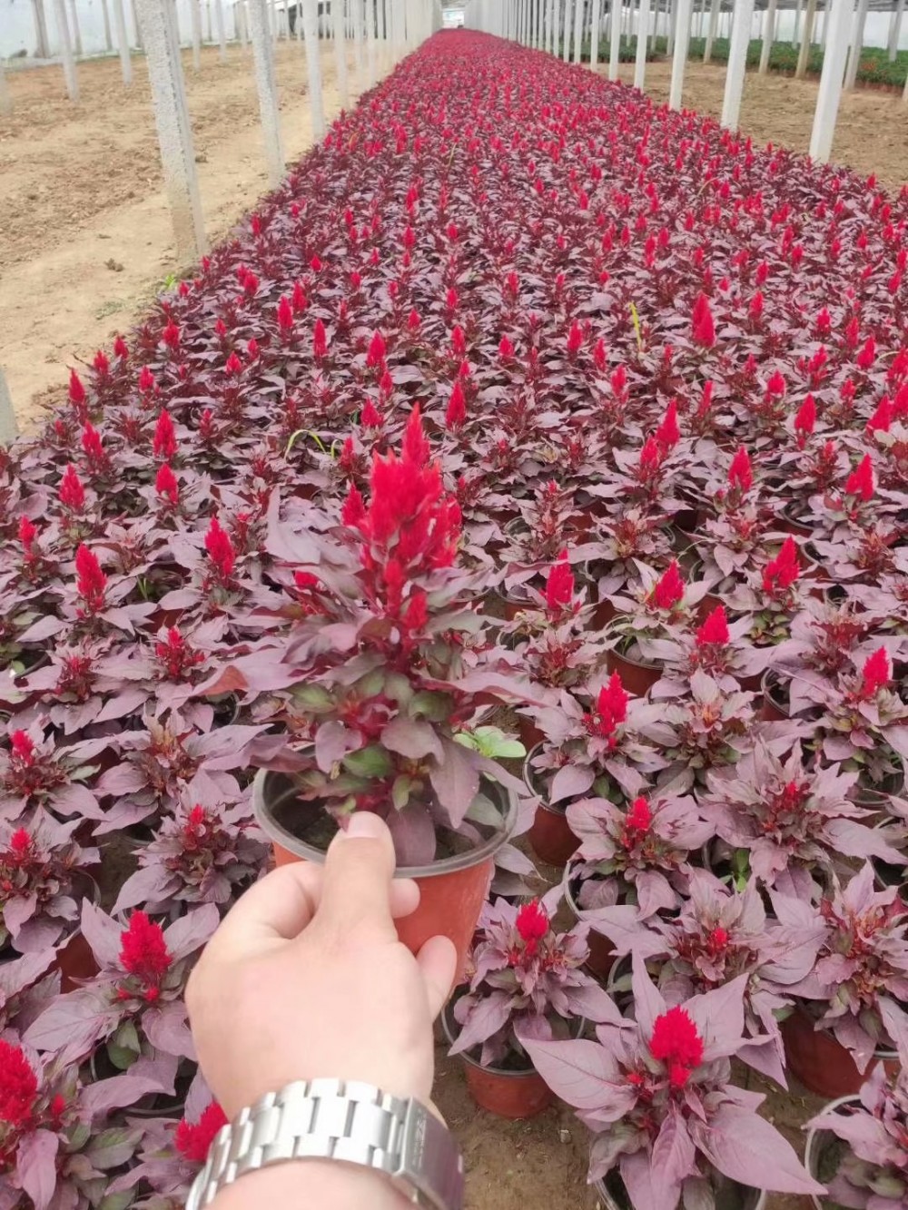鸡冠花价格一支笔价格