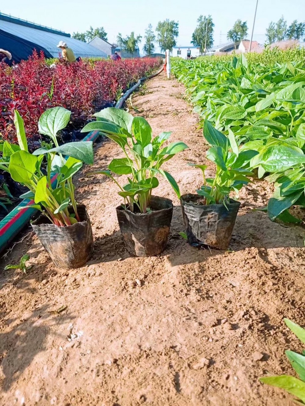 松果菊价格基地松果菊基地