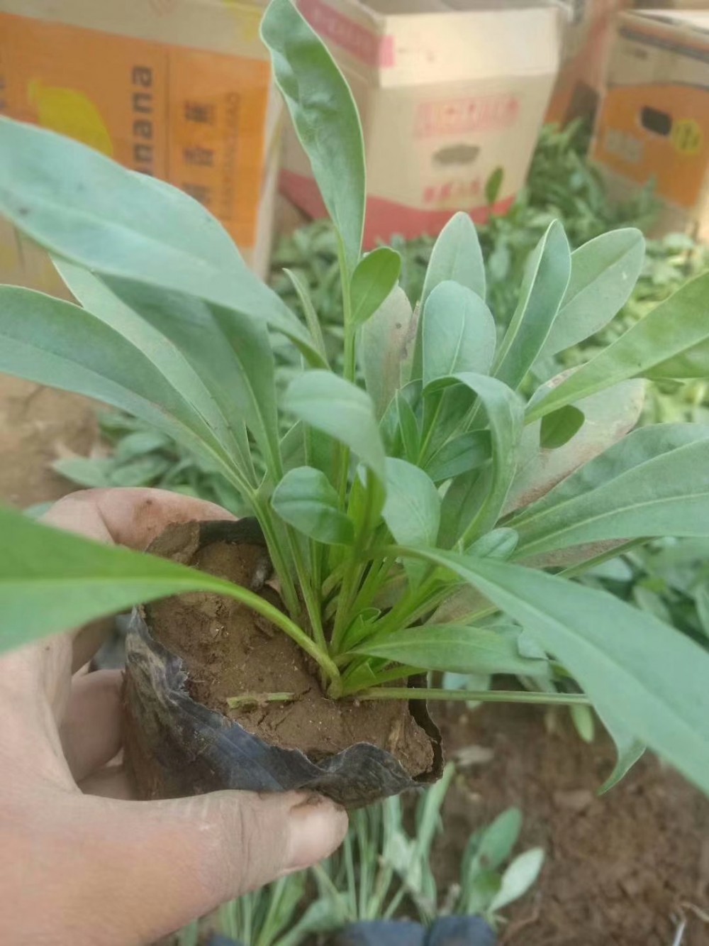金鸡菊金鸡菊基地批发