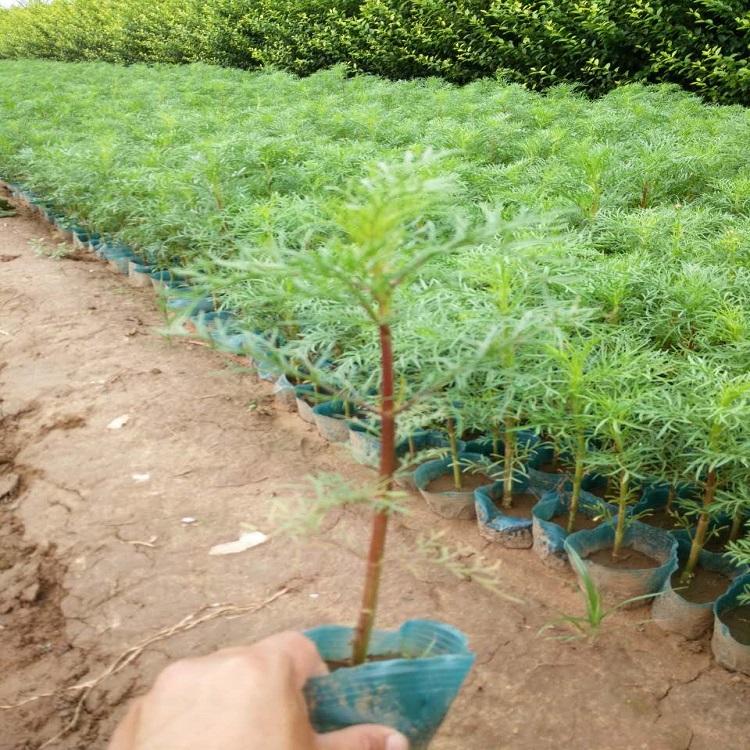 波斯菊价格基地批发价格