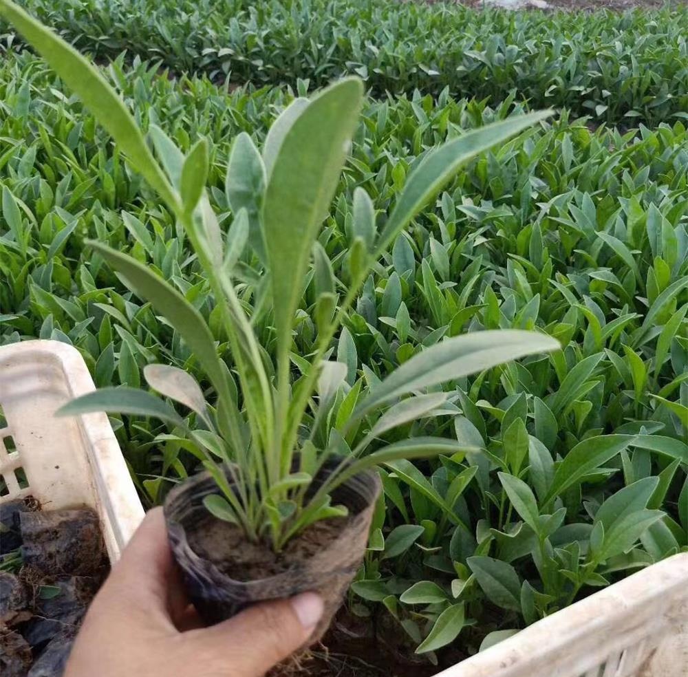 金鸡菊价格金鸡菊小苗批发基地