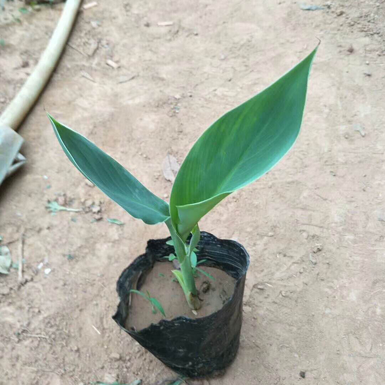 苗圃直供美人蕉 美人蕉小苗 美人蕉批发