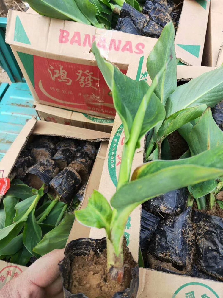 苗圃直销美人蕉 美人蕉小苗 美人蕉种植基地