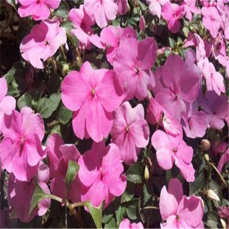 凤仙花价格 买好苗找华彬 苗圃供应 凤仙花