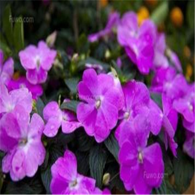凤仙花价格 山东草花种植基地 基地种植 凤仙花
