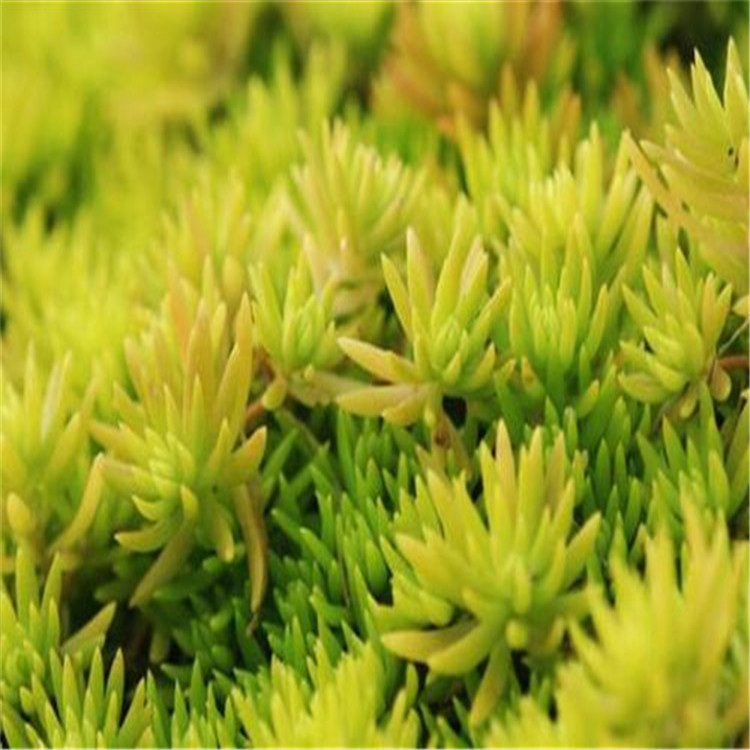 青州草花 金叶佛甲草 苗圃批发 佛甲草批发