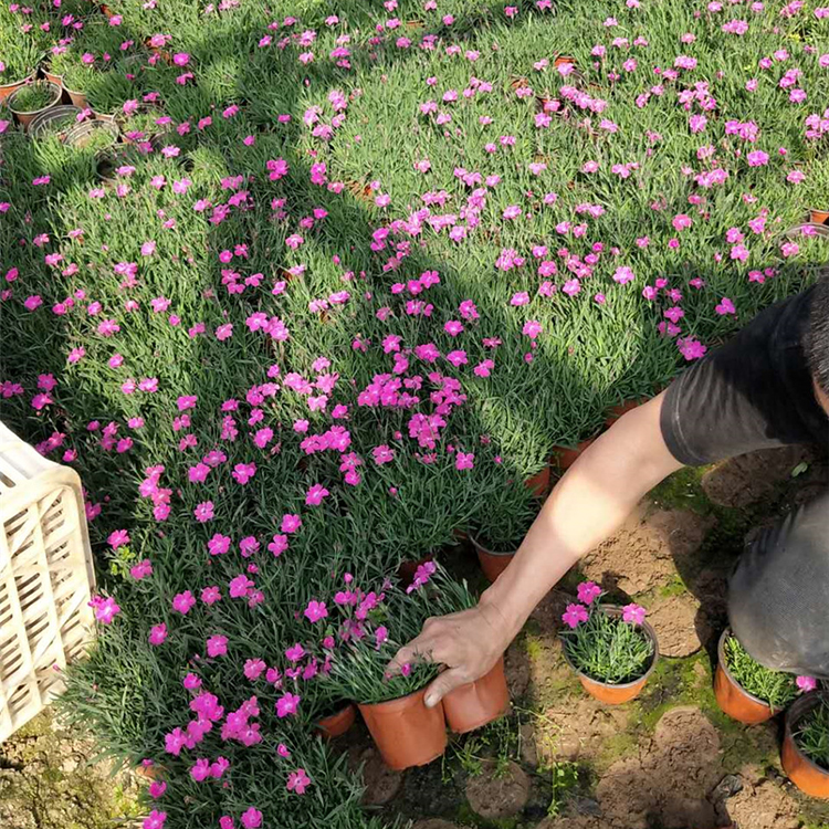 欧石竹批发 青州欧石竹穴盘苗 欧石竹种植基地