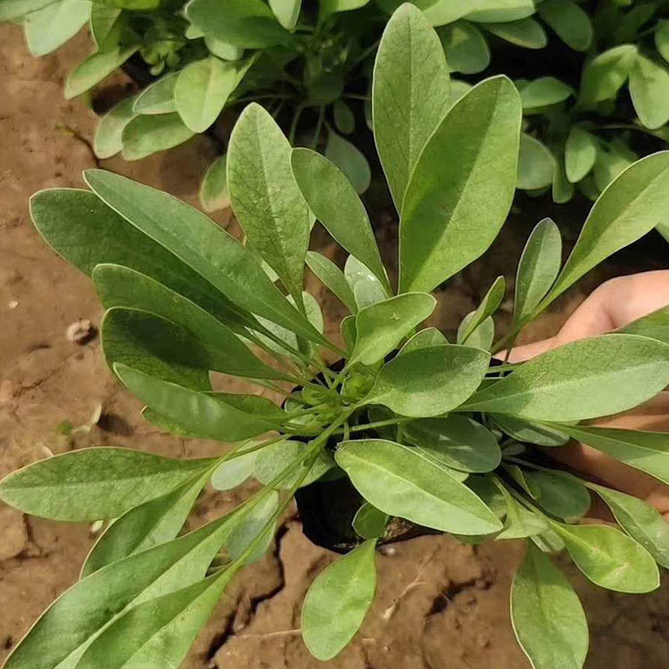 大量批发 金盏菊 黄花金盏菊花海用苗 长势好