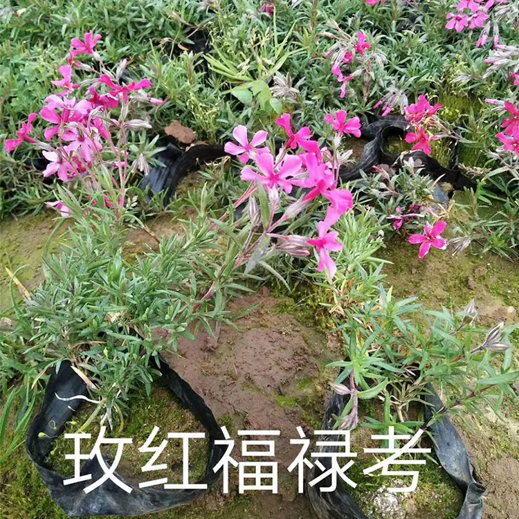 福禄考花海 福禄考小苗价格 福禄考价格