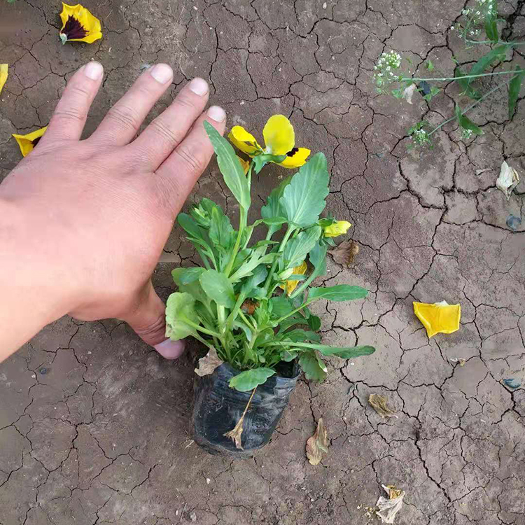 三色堇苗子批发 三色堇种植基地 三色堇小苗培育