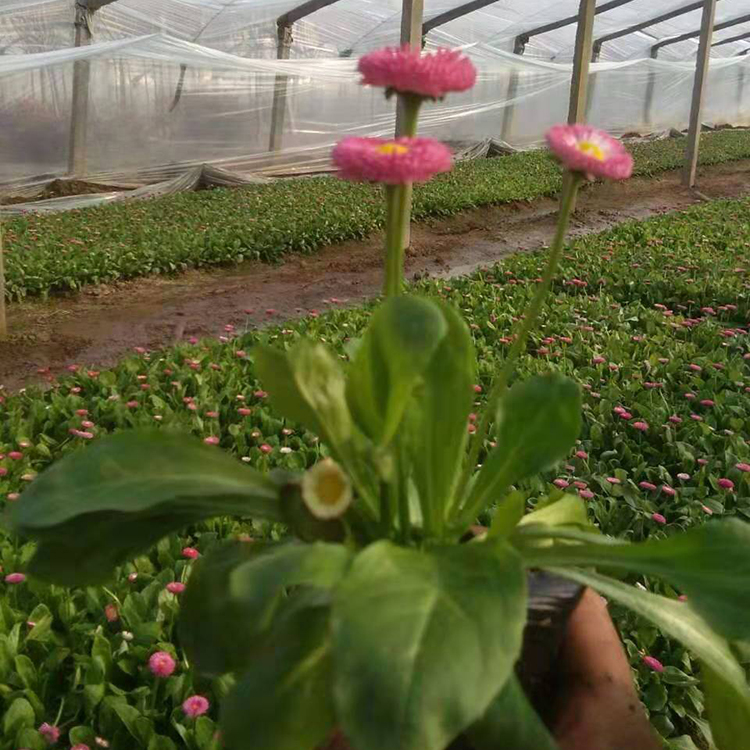 雏菊小苗 山东雏菊批发 采购基地