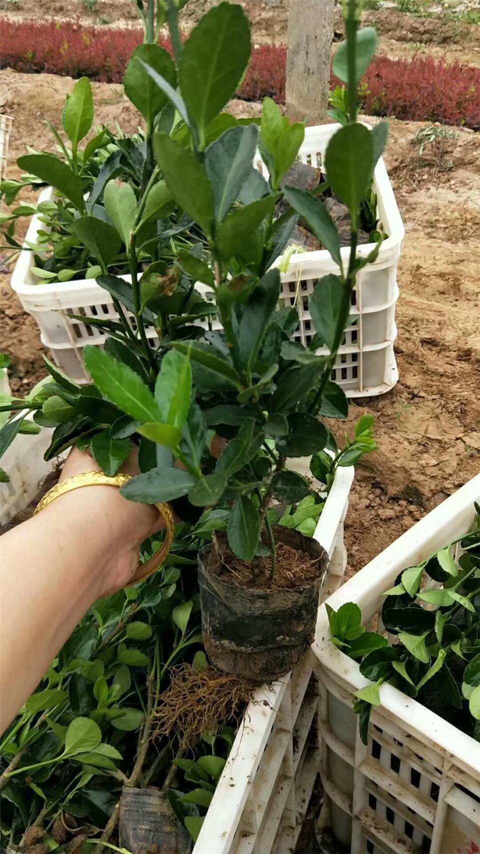大叶黄杨苗木批发商 大叶黄杨基地出售