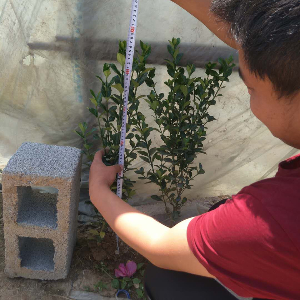 大叶黄杨小苗 大叶黄杨种植基地 大叶黄杨苗圃直供