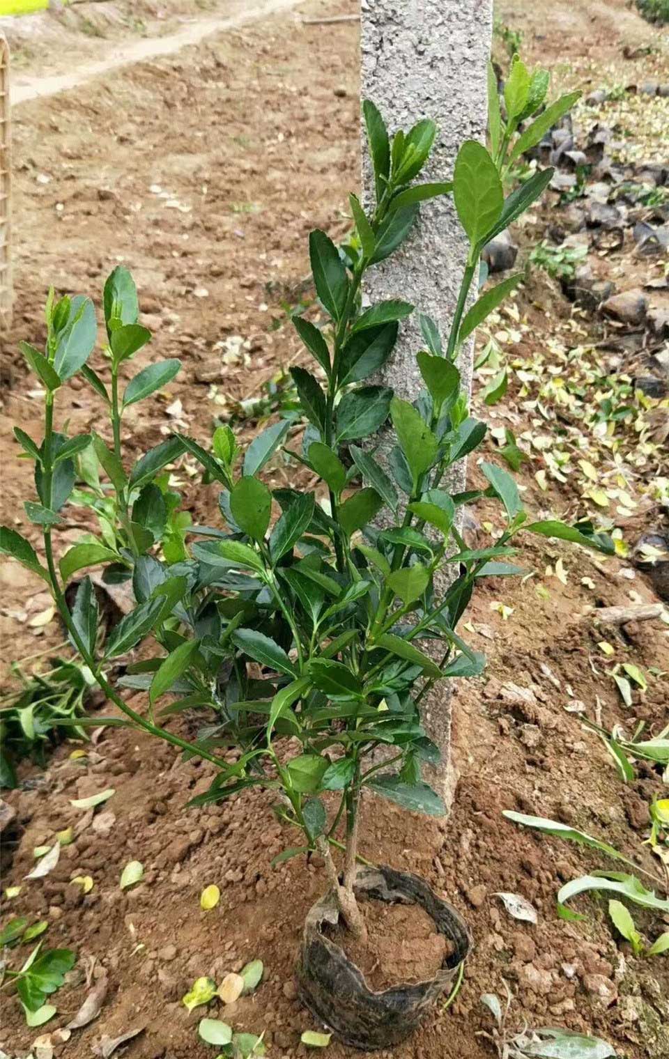 大叶黄杨小苗种植基地 供应大叶黄杨大量基地