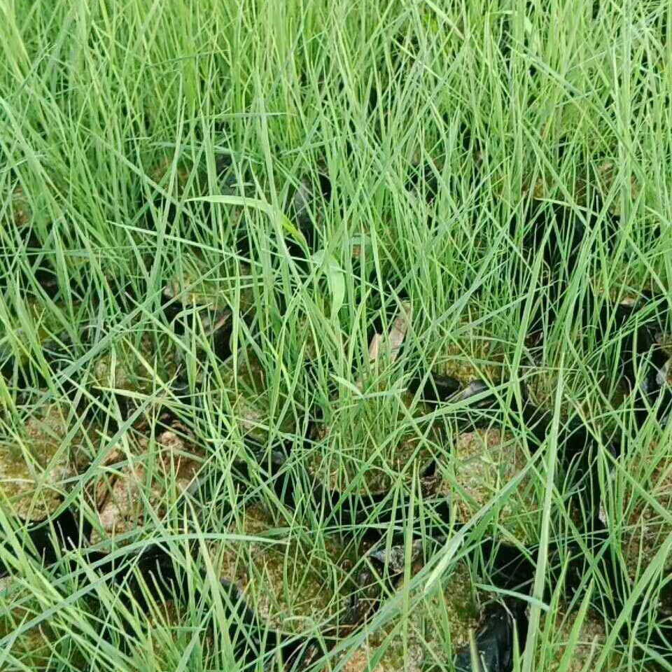 花海观赏苗 粉黛乱子草基地 粉黛乱子草供货商