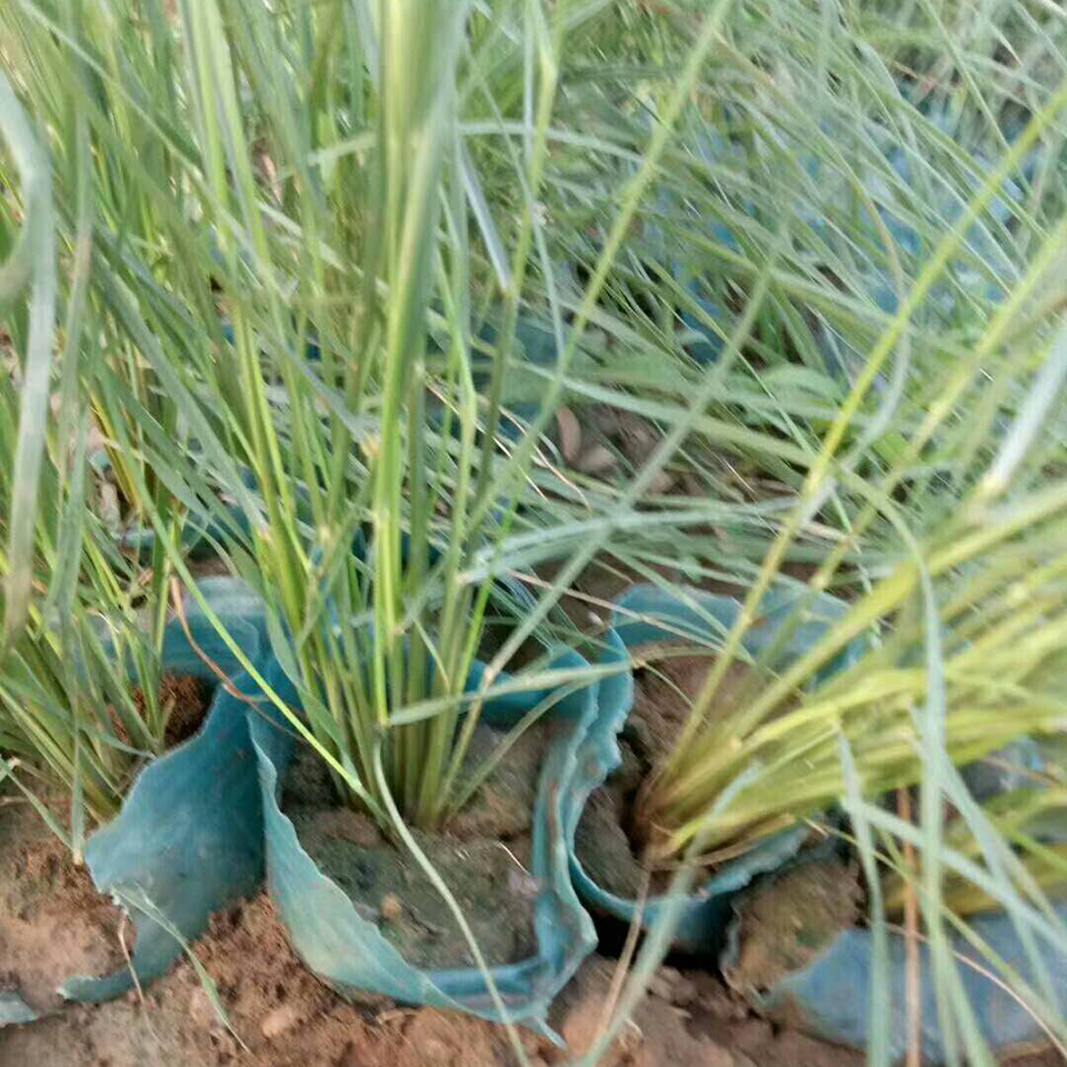 花海打造用粉黛乱子草苗 粉黛乱子草